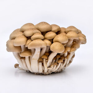 beech mushroom