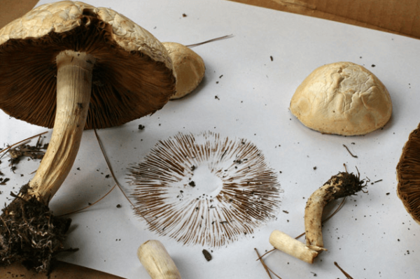 mushroom spore print